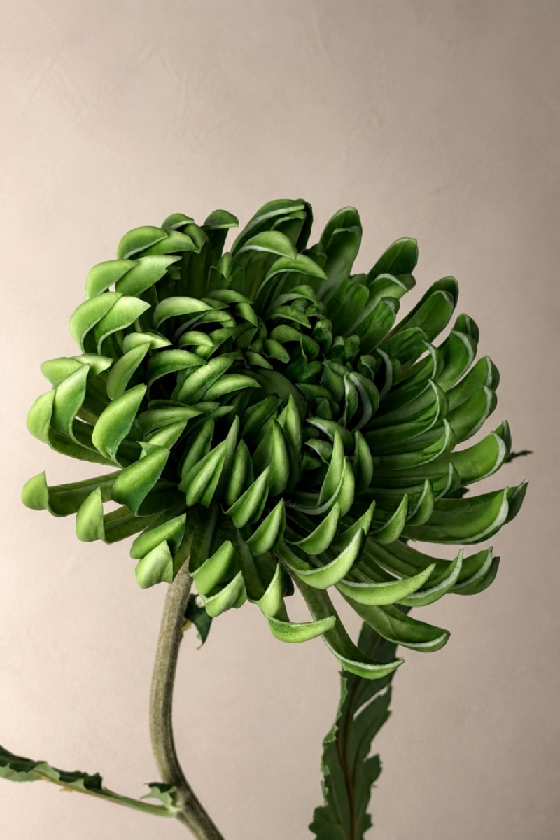 仿真手感菊花花枝（绿色）