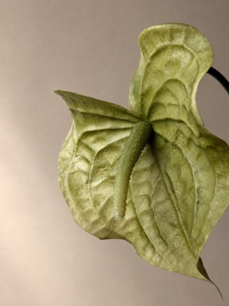 Real-Touch Heart Anthurium Stem, Large (Autumn Green) — detail 3