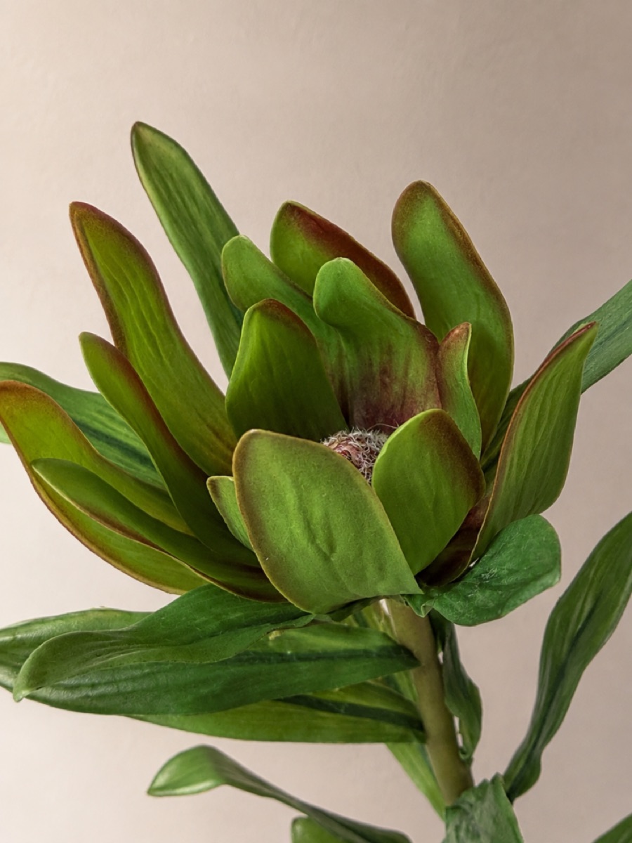 Faux Leucadendron Stem (Green) — detail 3