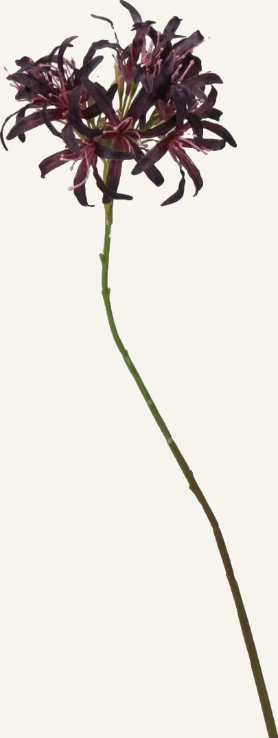 Midnight Allium Stem